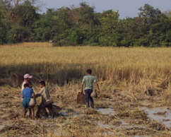 Fischfang im Reisfeld